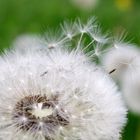 Pusteblume