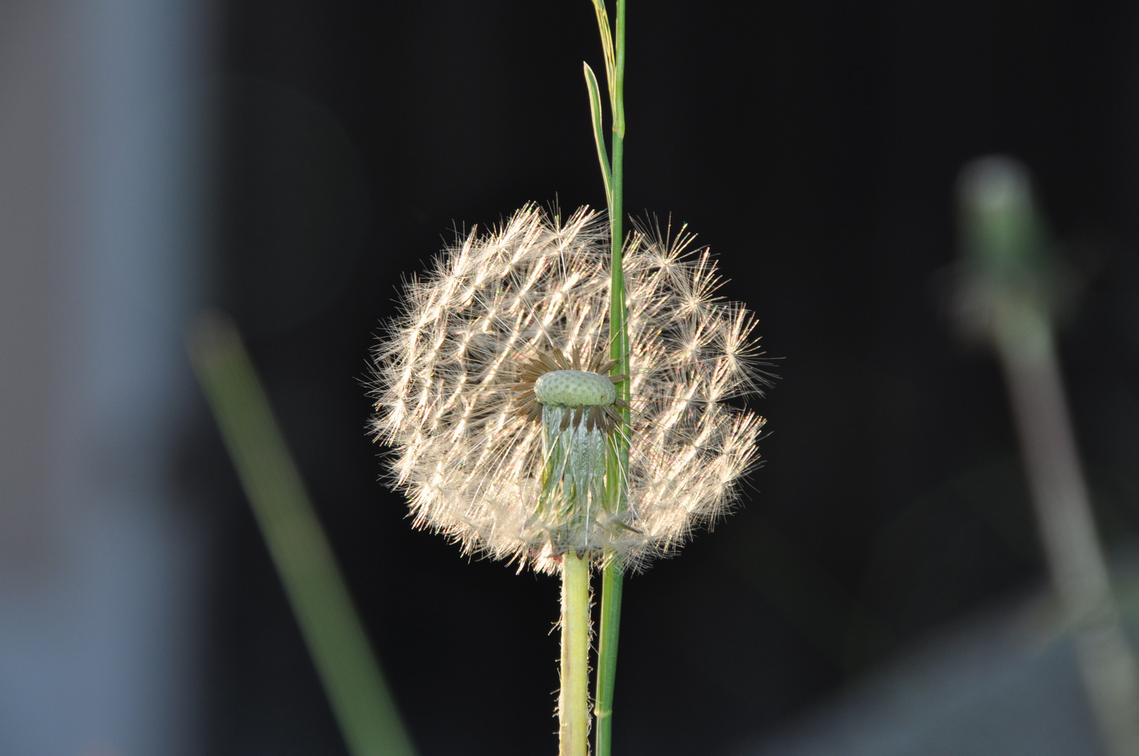 Pusteblume