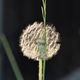 Pusteblume