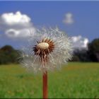 pusteblume