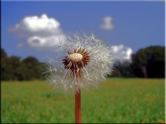 pusteblume