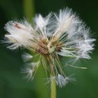 Pusteblume