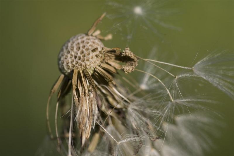 Pusteblume