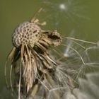 Pusteblume