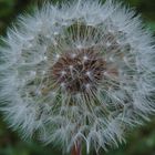 ... Pusteblume ...