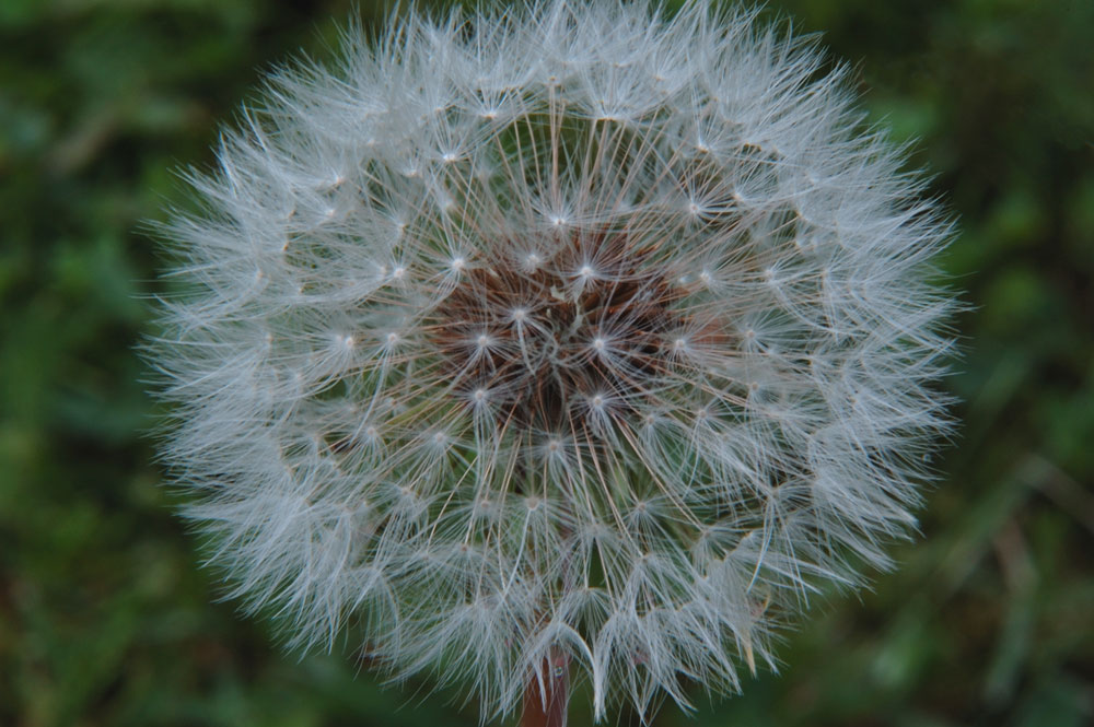 ... Pusteblume ...