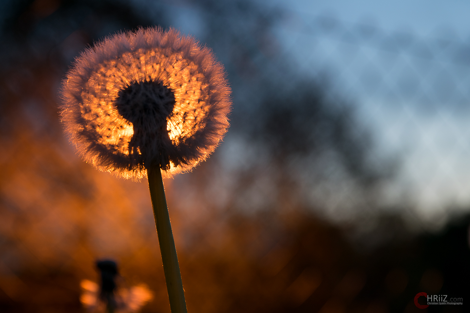 Pusteblume