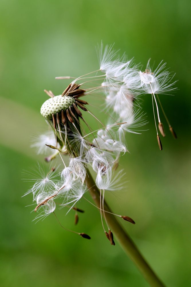 Pusteblume von magic-colors 