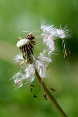 Pusteblume