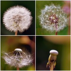 Pusteblume