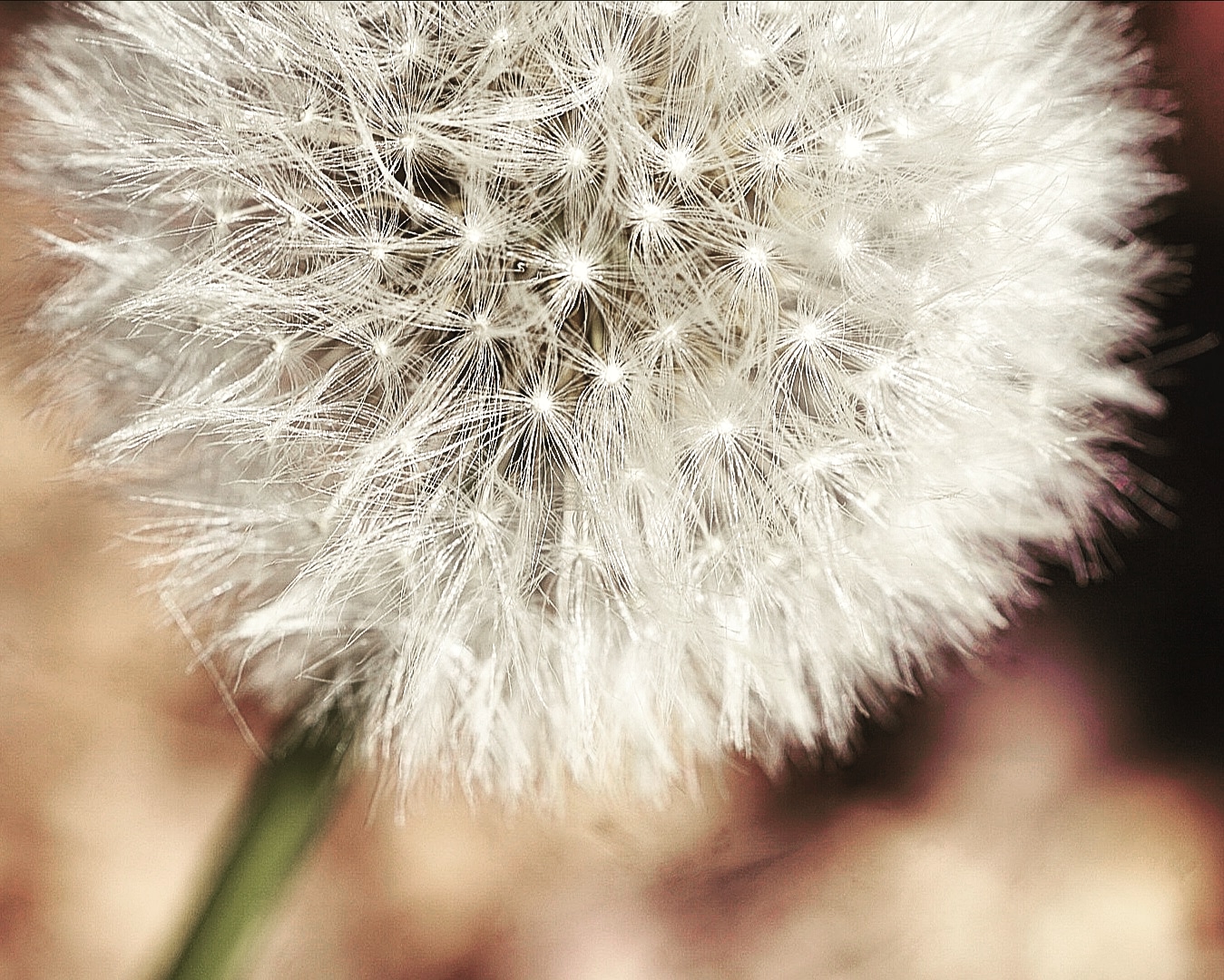 Pusteblume