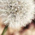 Pusteblume