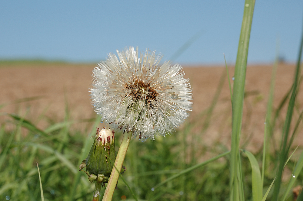 Pusteblume