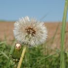 Pusteblume