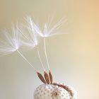 Pusteblume