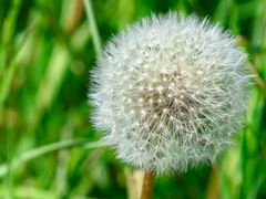 Pusteblume