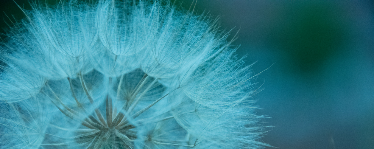 Pusteblume