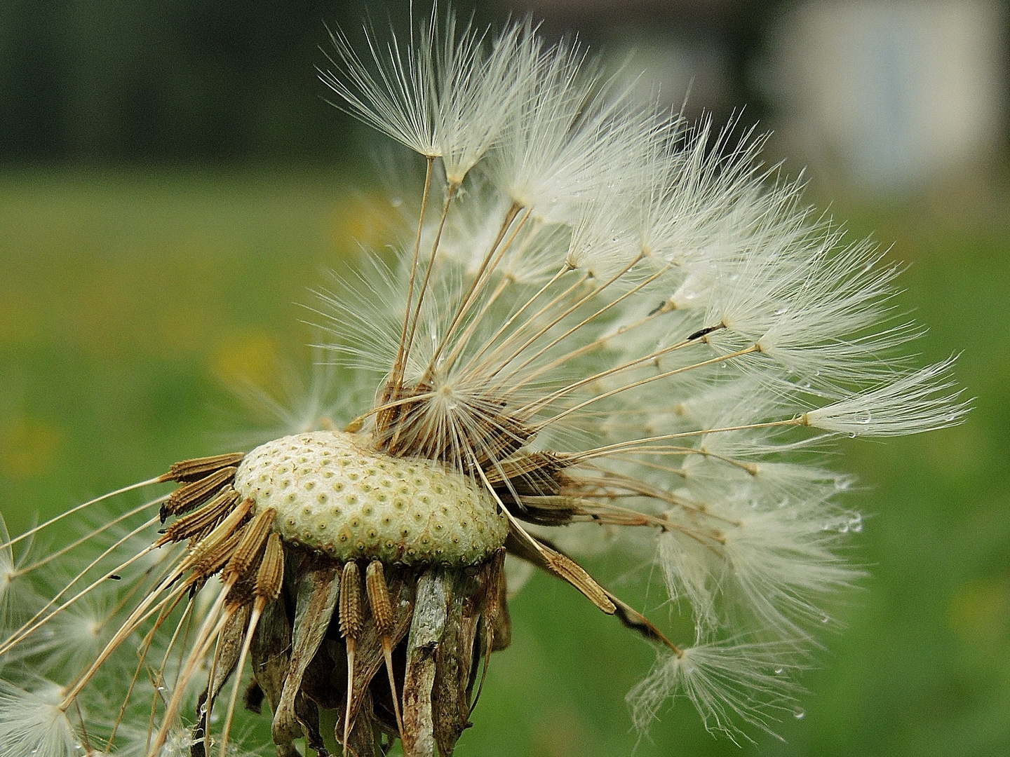 Pusteblume ade