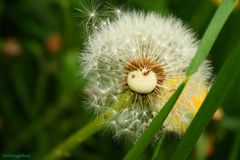 Pusteblume