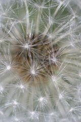 Pusteblume