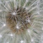 Pusteblume