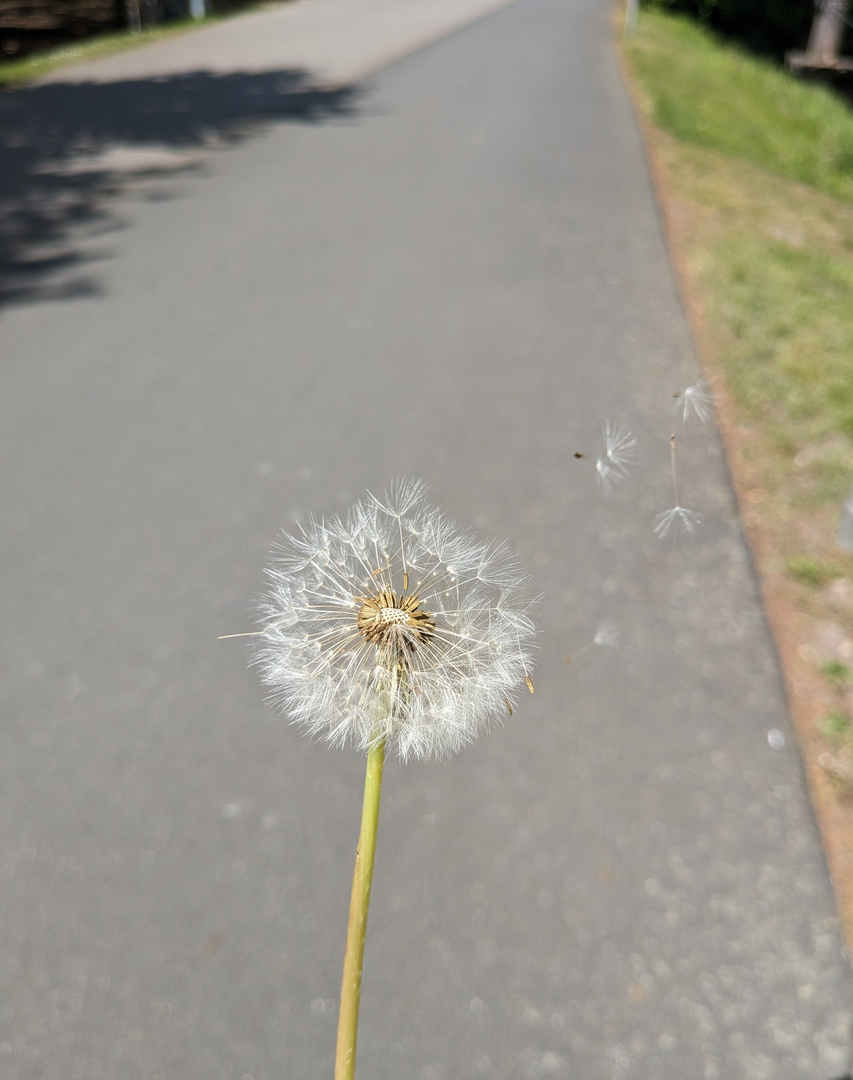 Pusteblume