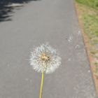 Pusteblume