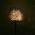 PUSTEBLUME