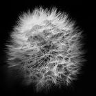 Pusteblume