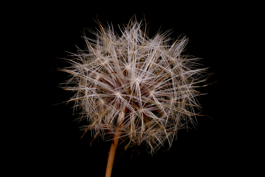 Pusteblume