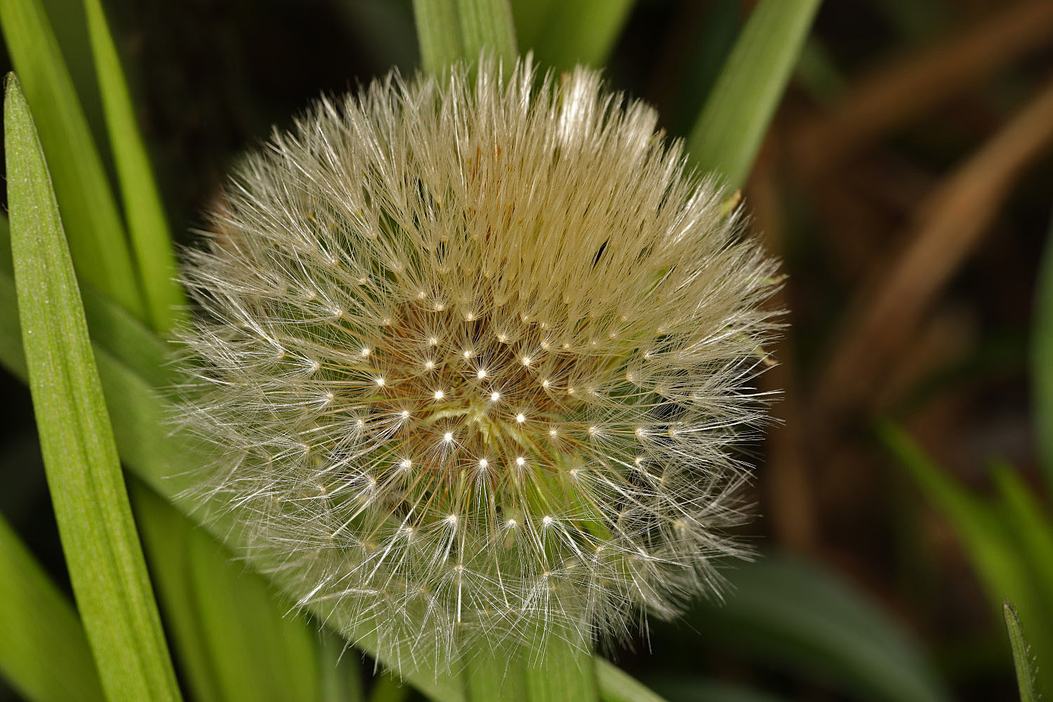 Pusteblume