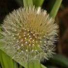 Pusteblume