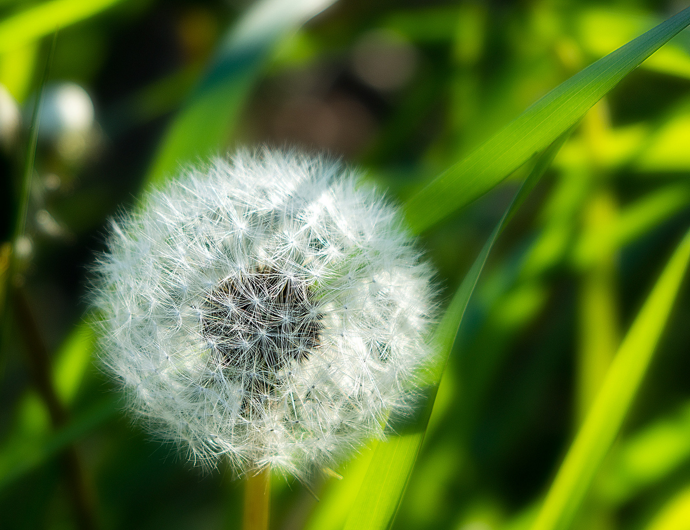 Pusteblume