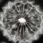 pusteblume