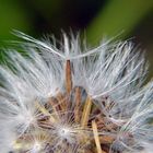 Pusteblume