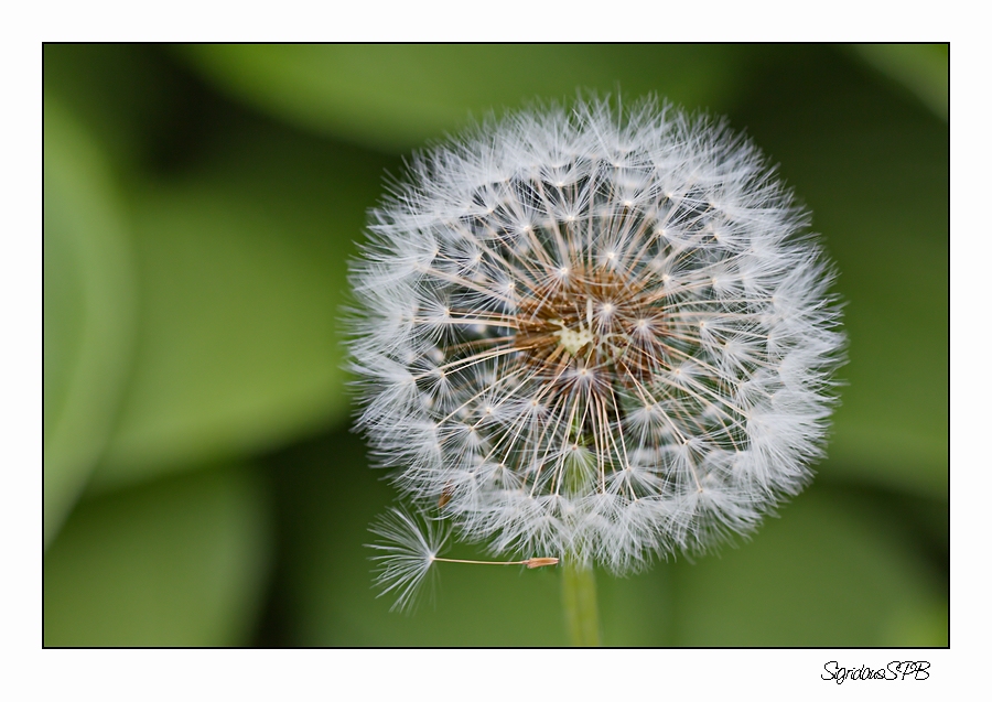 Pusteblume....