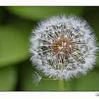 Pusteblume....