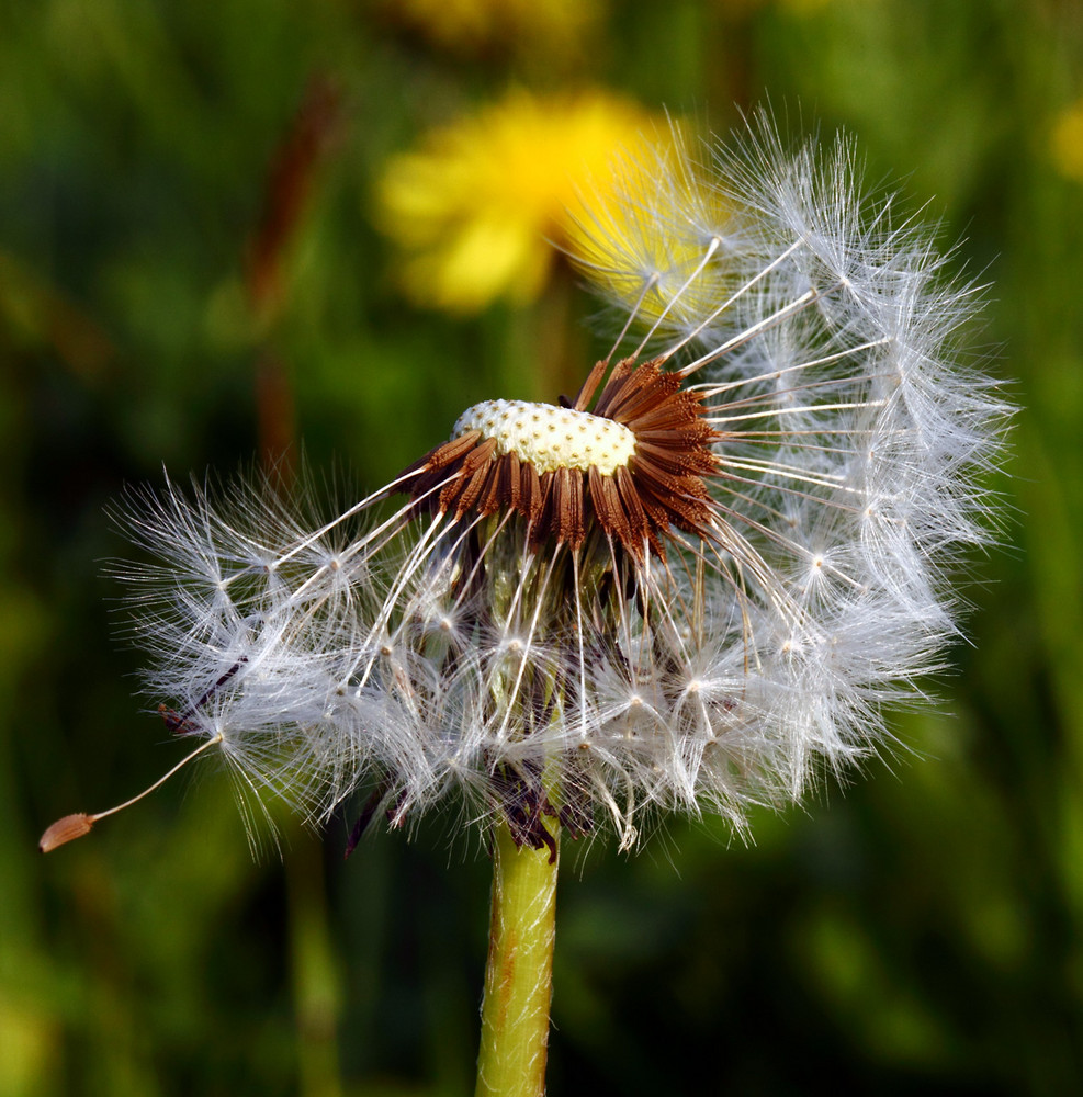 Pusteblume