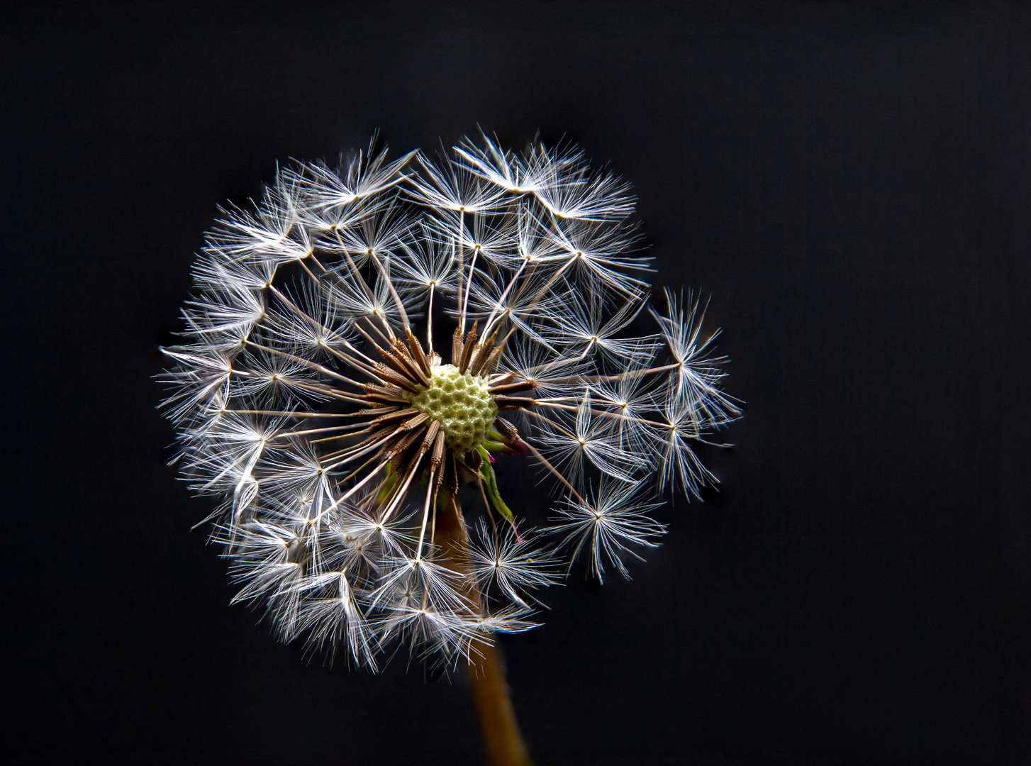 Pusteblume 