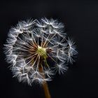 Pusteblume 