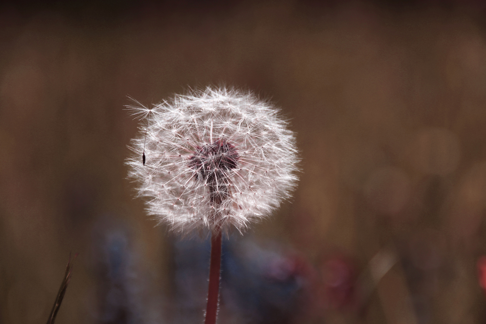 Pusteblume