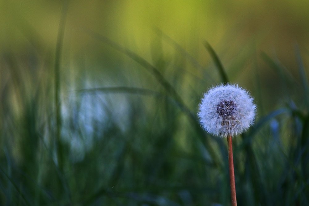 Pusteblume am Abend.......