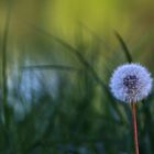 Pusteblume am Abend.......