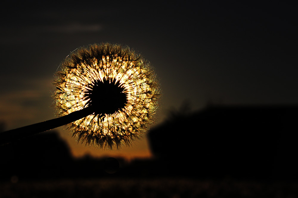 Pusteblume am Abend