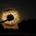 Pusteblume am Abend