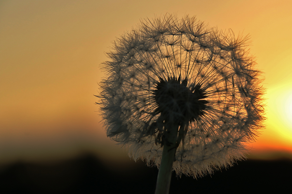 Pusteblume am Abend