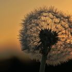 Pusteblume am Abend