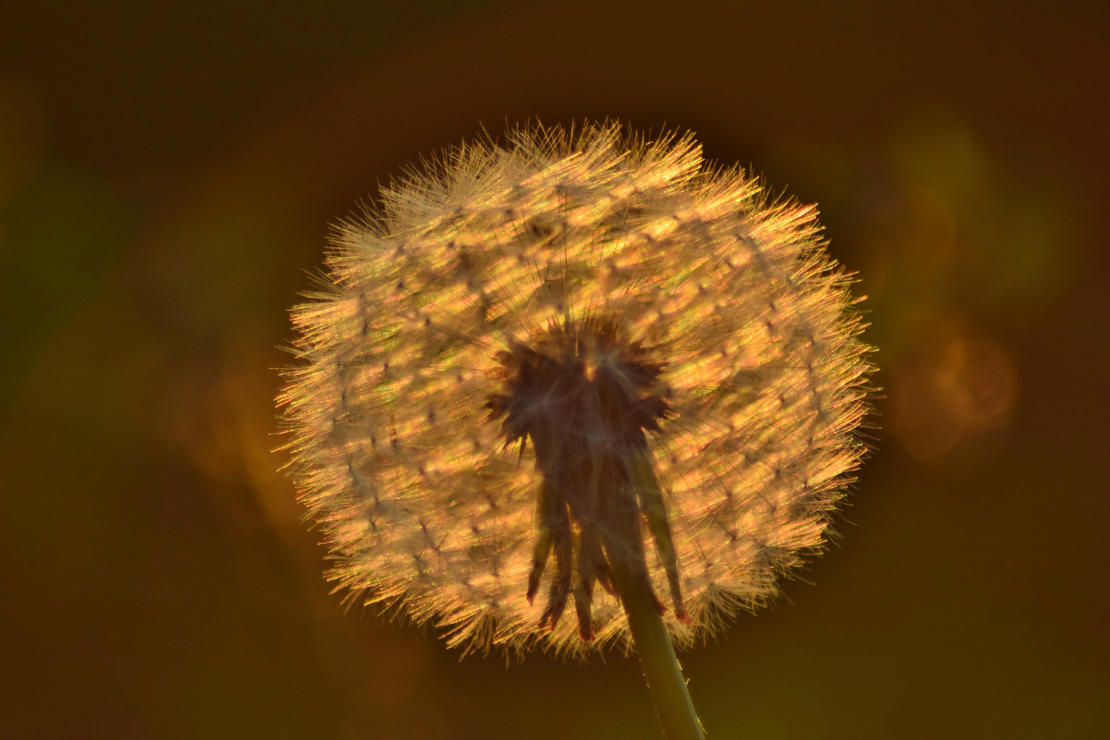 Pusteblume am Abend 