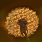 Pusteblume am Abend 