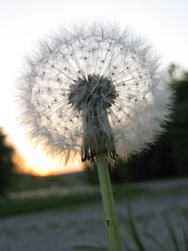 Pusteblume am Abend